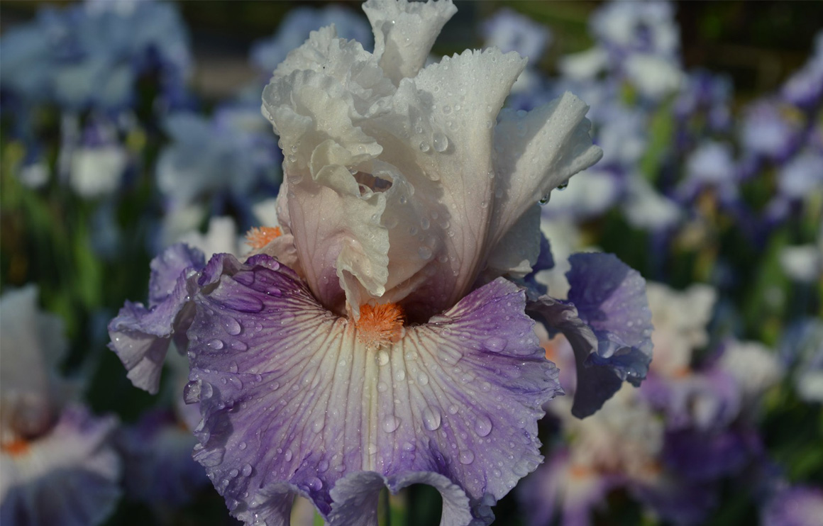 Iris Bloom